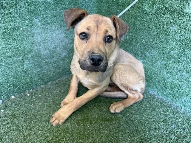 A baby medium-sized female Labrador Retriever dog named Marigold for adoption in Lancaster, CA