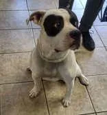 An adult large-sized male White / Cream Pit Bull Terrier dog named Zeus for adoption in Canon City, CO