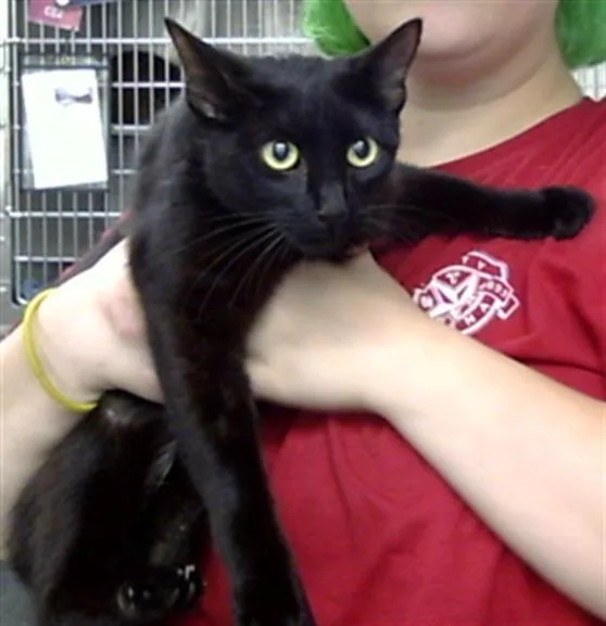 A young large-sized female Domestic Short Hair cat named Marmalade for adoption in Pasadena, TX
