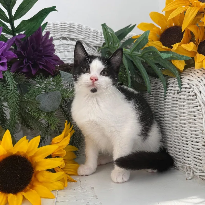 A baby small-sized female Black Domestic Short Hair cat named Post Code Envy Cork for adoption in Eaton Rapids, MI