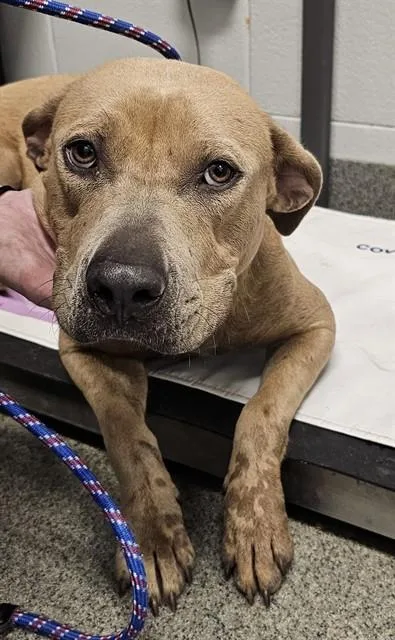 A young medium-sized female Pit Bull Terrier dog named Mavis for adoption in Huntsville, AL