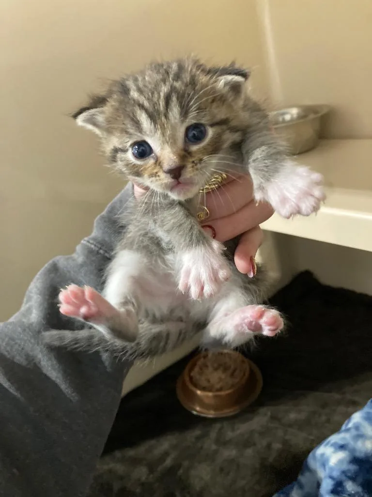 Oatmeal