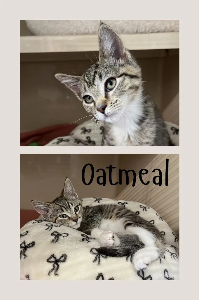 Oatmeal thumbnail 2