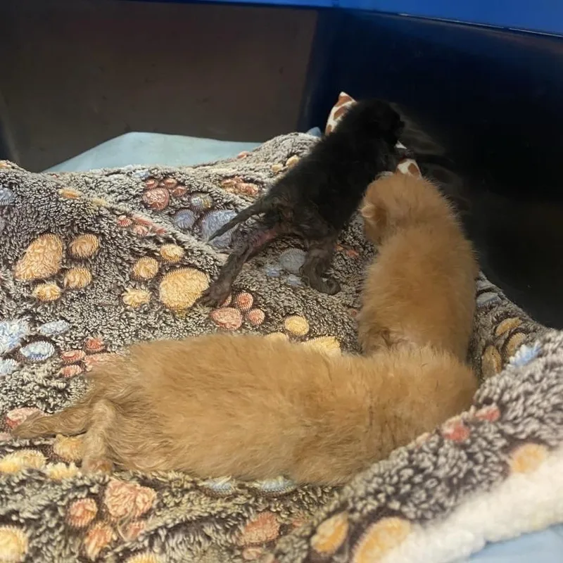 A baby small-sized male Orange / Red Domestic Short Hair cat named Virgil for adoption in Westminster, CA