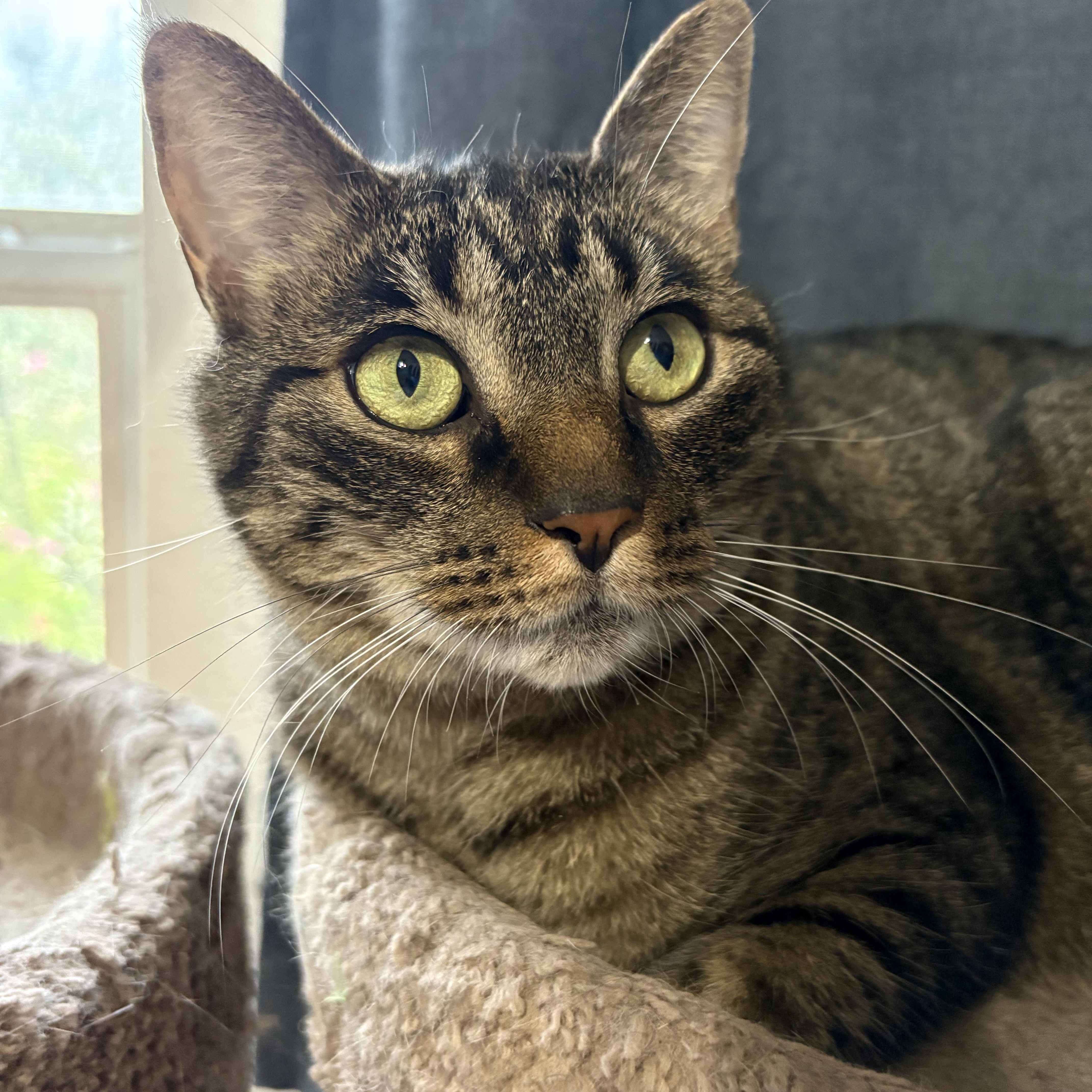 An adult medium-sized female Tabby cat named Peppa for adoption in Keller, TX