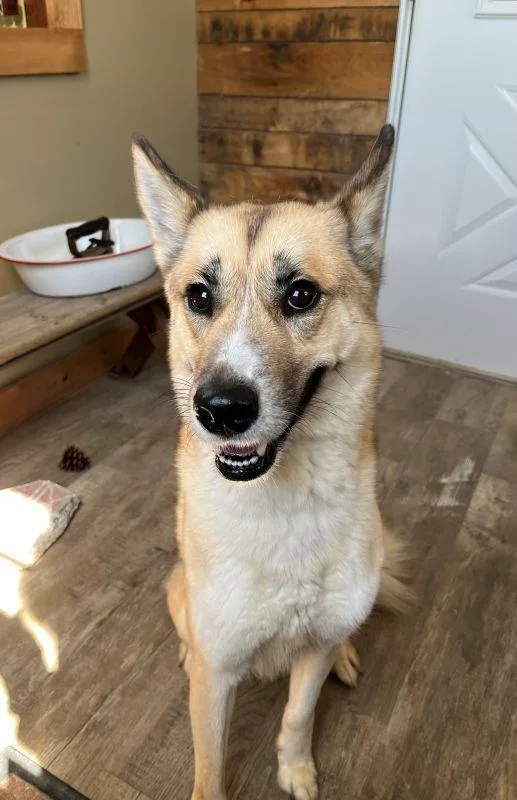 An adult medium-sized female German Shepherd Dog dog named Summer for adoption in Genoa, IL