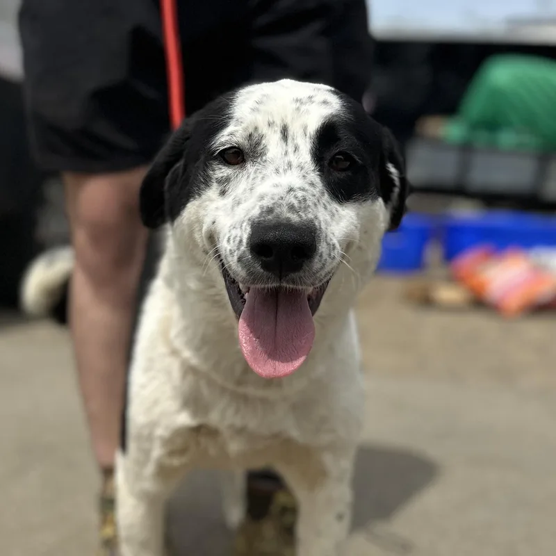 An adult medium-sized female Black Border Collie dog named Lorrie for adoption in Columbia, SC