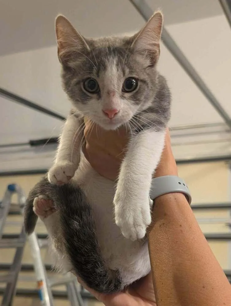 A baby medium-sized male Gray & White Domestic Short Hair cat named Jasper for adoption in Emerald Isle, NC