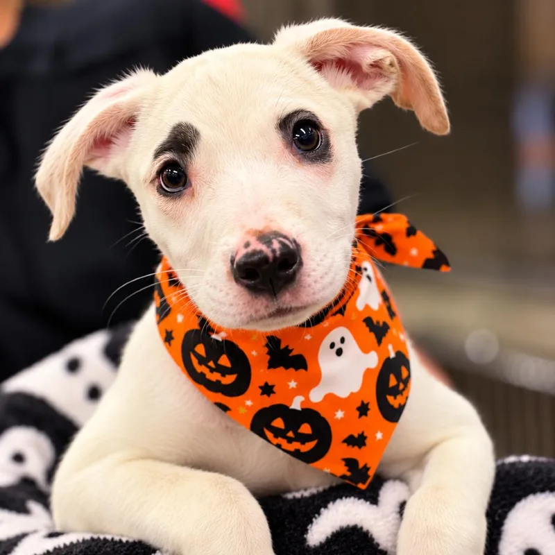 A baby medium-sized female White / Cream Pit Bull Terrier dog named Ducky for adoption in Griswold, CT