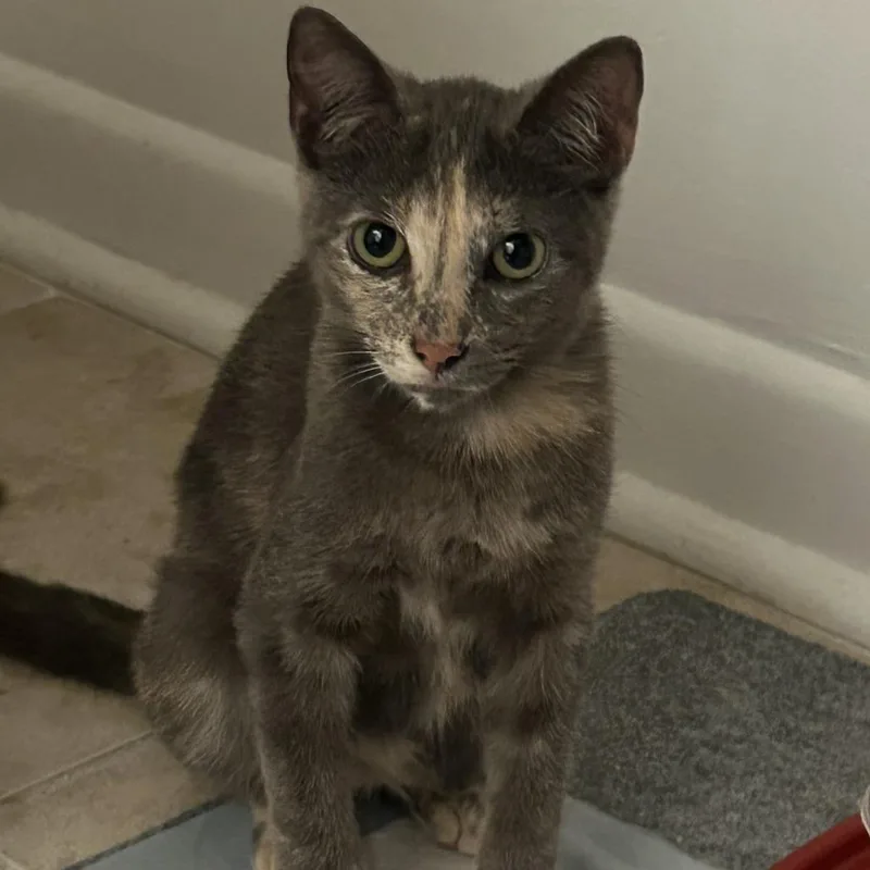 A young small-sized female Tortoiseshell Domestic Short Hair cat named Silvia for adoption in Jupiter, FL