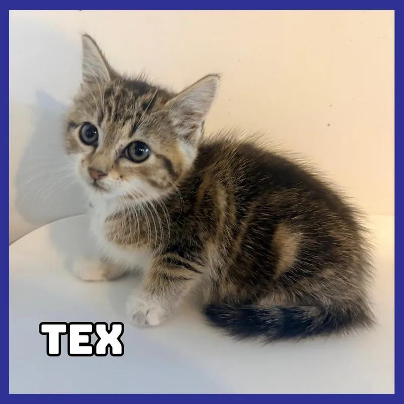 A baby small-sized female Brown / Chocolate Domestic Short Hair cat named Tex for adoption in Glenwood, MN