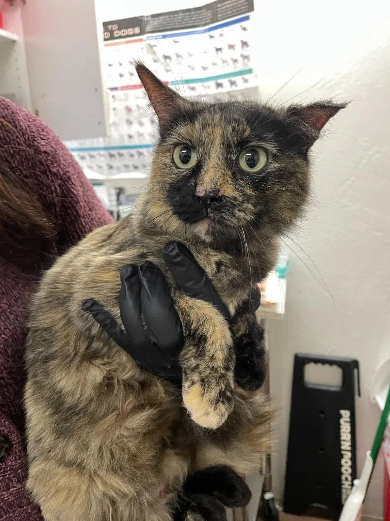 A young medium-sized female Domestic Short Hair cat named Silk for adoption in Chico, CA