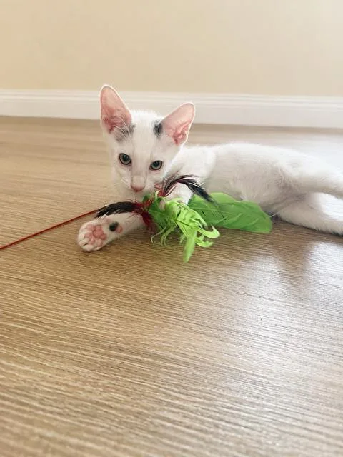A baby medium-sized female White Domestic Short Hair cat named Celeste for adoption in Gardena, CA