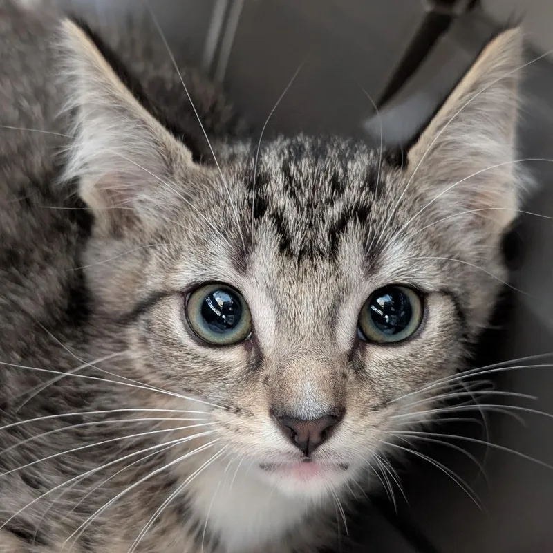 A baby small-sized female Brown / Chocolate Domestic Short Hair cat named Sabie for adoption in Asheville, NC