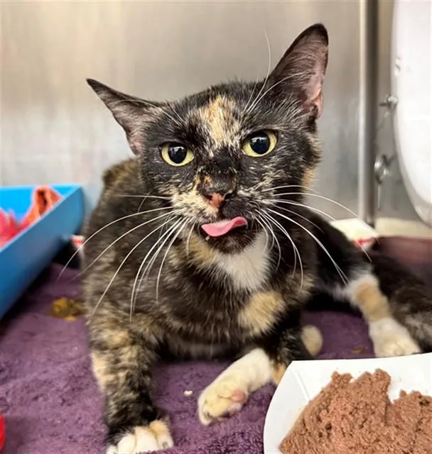 A young small-sized female Domestic Short Hair cat named Lovey for adoption in Conroe, TX