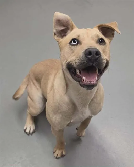 A young large-sized male Yellow / Tan / Blond / Fawn Pit Bull Terrier dog named Cashew for adoption in Phoenix, OR