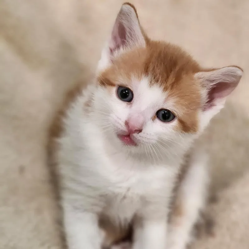 A baby small-sized male Orange / Red Domestic Short Hair cat named Peep for adoption in Bel Air, MD