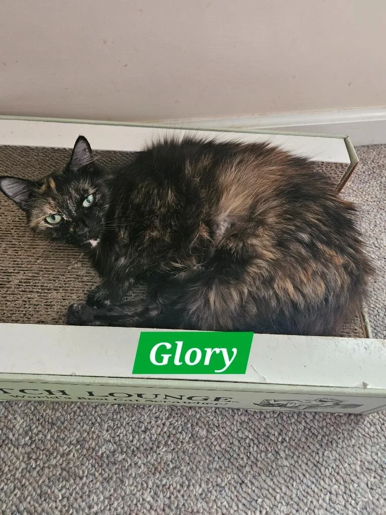 A young medium-sized female Domestic Medium Hair cat named Glory for adoption in Manchester, TN