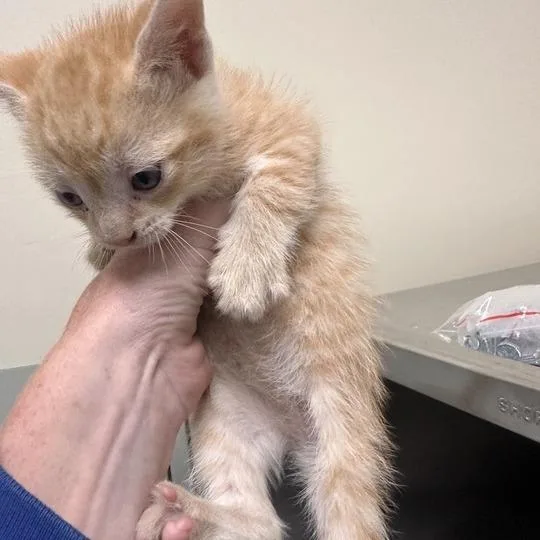 A baby small-sized male Orange / Red Domestic Short Hair cat named George for adoption in Wilmington, DE