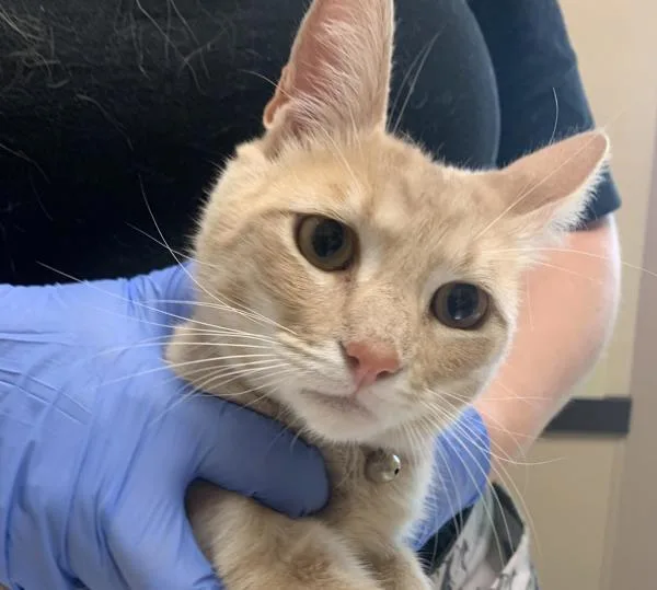 An adult small-sized female Domestic Short Hair cat named Luna for adoption in San Diego, CA