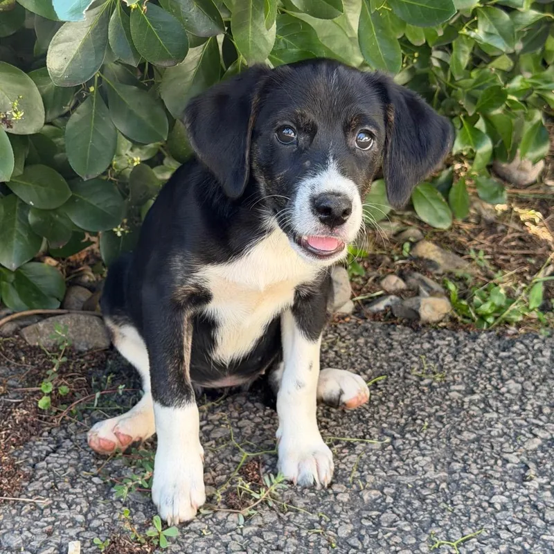 A baby small-sized female Black Labrador Retriever dog named Beach Pup: Sandbar for adoption in Falls Church, VA