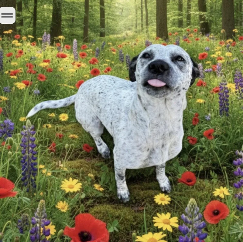 A young medium-sized female German Shorthaired Pointer dog named Freckles for adoption in Palm Harbor, FL