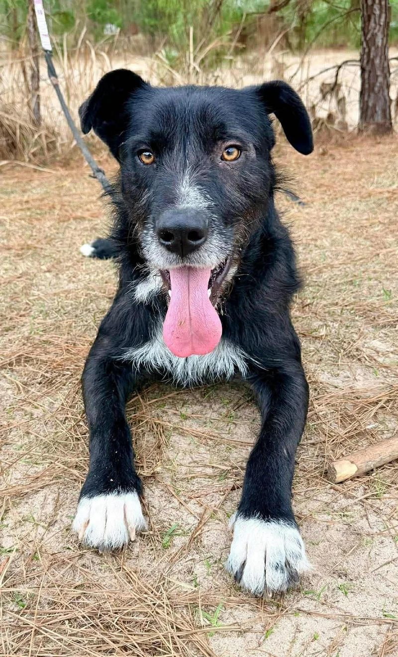 Shakespeare thumbnail 2