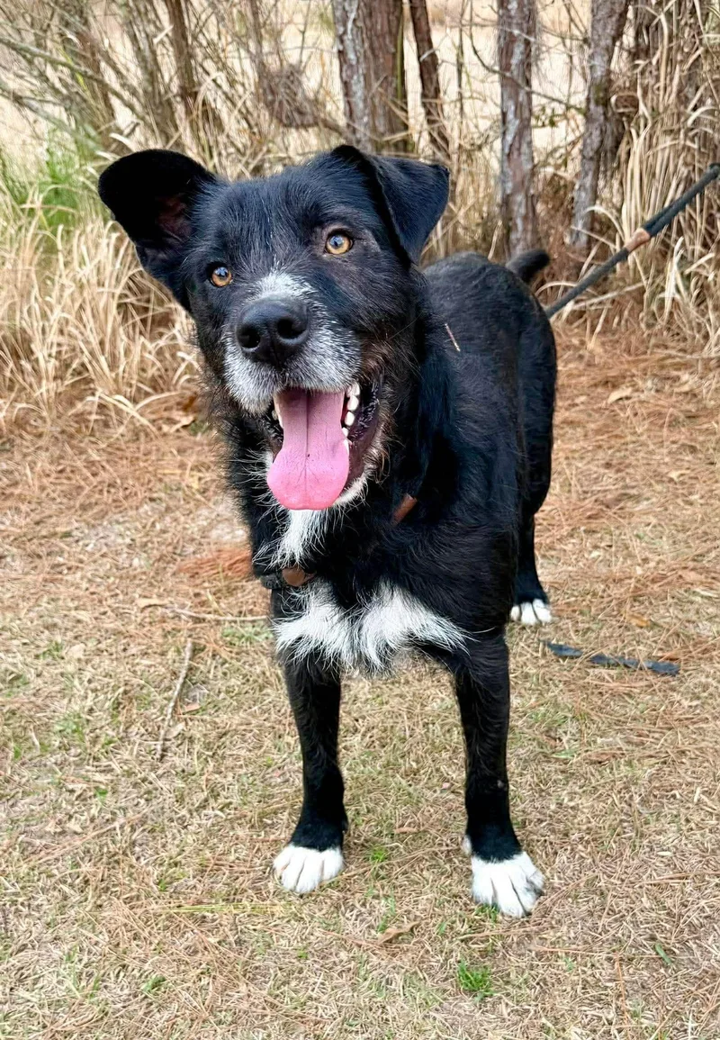 Shakespeare thumbnail 3