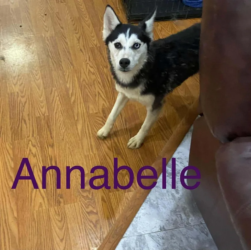 A young large-sized female Gray / Blue / Silver Husky dog named Seven Kingdoms : Tanselle for adoption in Aurora, IN