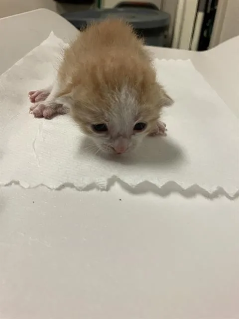 A baby small-sized female Domestic Short Hair cat named Lady Marmalade for adoption in Long Beach, CA