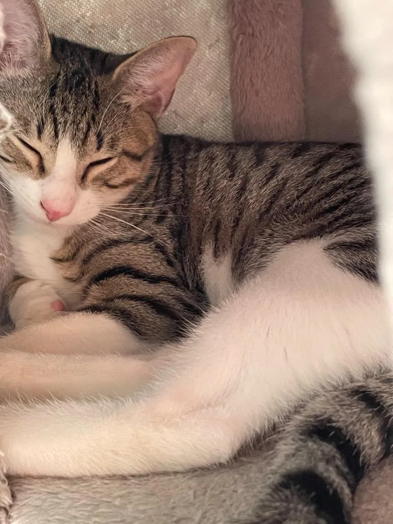 A baby small-sized male Tabby cat named Coal for adoption in San Antonio, TX