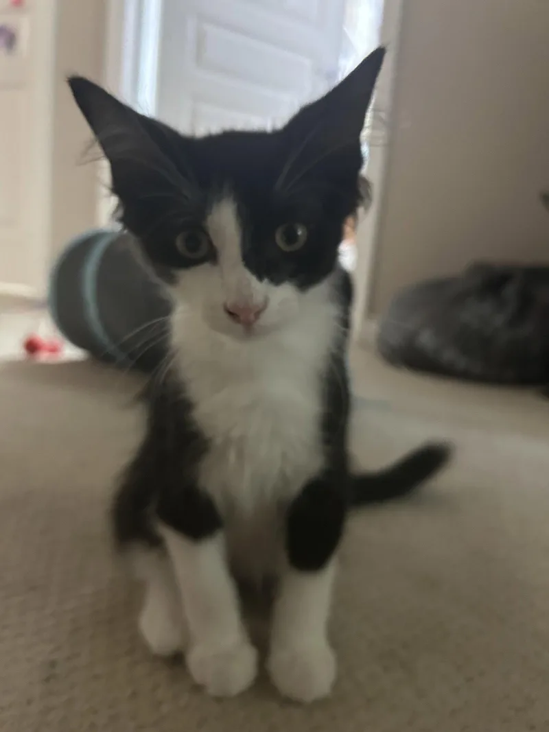 A baby medium-sized male Domestic Medium Hair cat named Jaymes for adoption in Walled Lake, MI