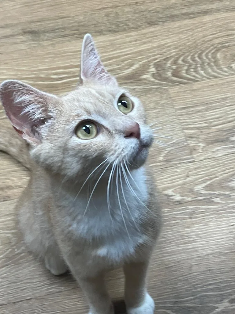 A young medium-sized female Domestic Short Hair cat named Raya for adoption in Lunenburg, MA