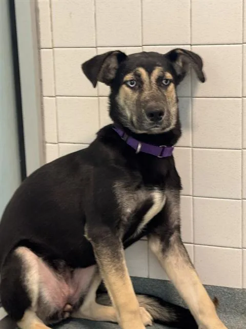A young large-sized female Mixed Breed dog named Muneca for adoption in Dallas, TX