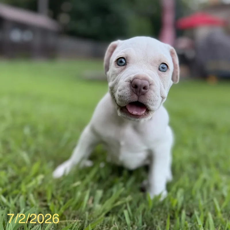 A baby medium-sized male White / Cream Mixed Breed dog named Theodore for adoption in Jackson, GA