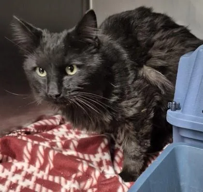 An adult large-sized male Black Domestic Long Hair cat named Wolfie for adoption in Butte, MT