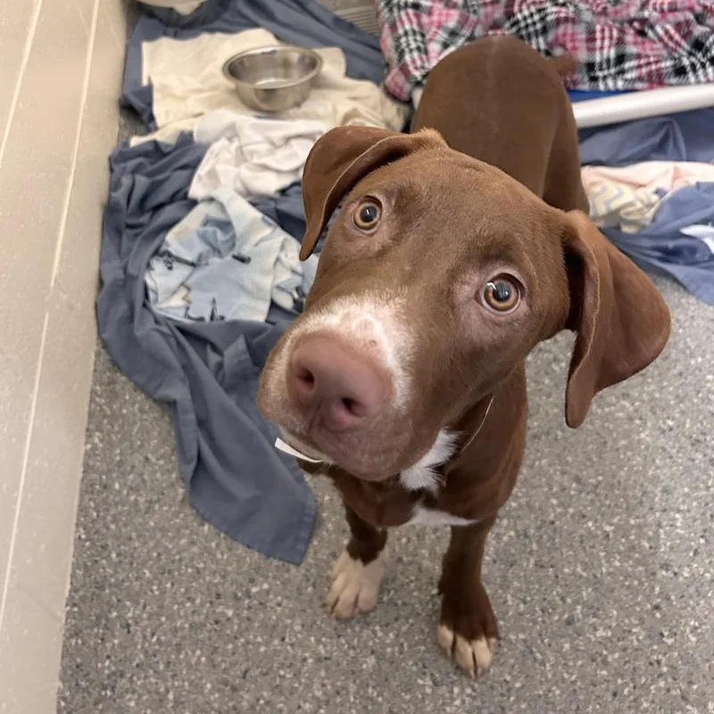 A baby medium-sized male Brown / Chocolate Mixed Breed dog named Bear for adoption in Hendersonville, NC