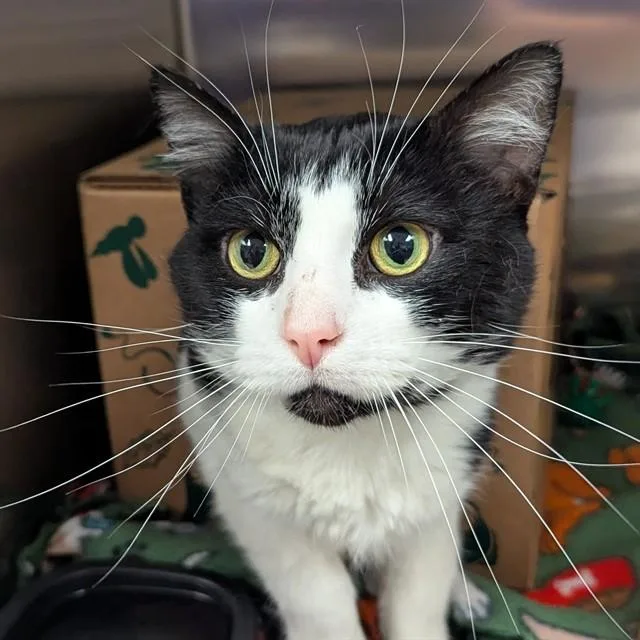 An adult small-sized male Domestic Short Hair cat named Bruce for adoption in Olivette, MO