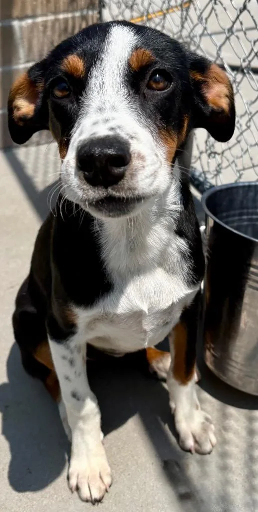 A baby medium-sized female Australian Cattle Dog / Blue Heeler dog named All Beef Patty for adoption in Fort Lupton, CO