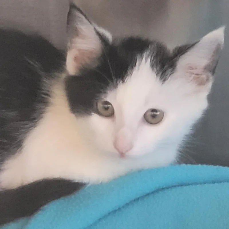 A baby small-sized female Black Domestic Short Hair cat named Mary Sanderson for adoption in Madisonville, TN