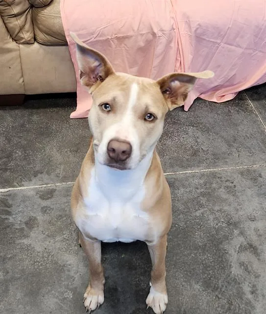 An adult medium-sized female Labrador Retriever dog named Belle for adoption in Brunswick, GA