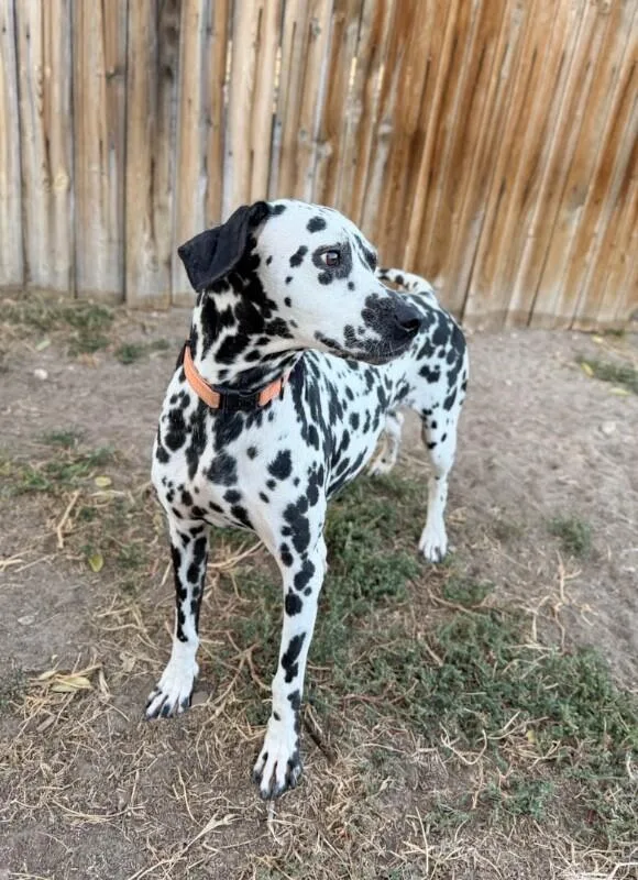 A young medium-sized female Dalmatian dog named Gucci for adoption in Windsor, CO
