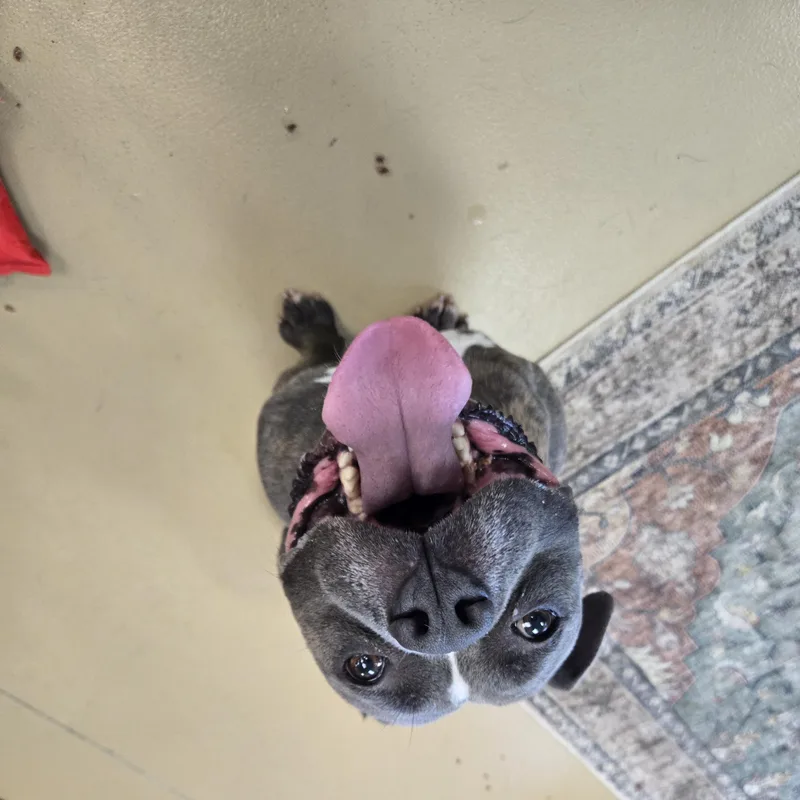 An adult medium-sized male Pit Bull Terrier dog named Henry for adoption in Xenia , OH