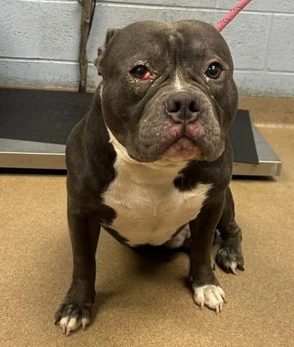An adult large-sized male Mixed Breed dog named Pumbaa for adoption in Chamblee, GA
