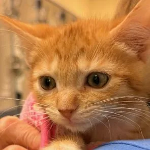 A baby small-sized male Orange / Red Domestic Short Hair cat named Supra for adoption in Nashville, TN