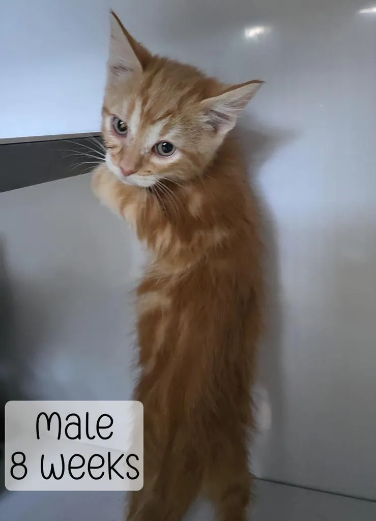 A baby medium-sized male Domestic Medium Hair cat named Tang for adoption in Holbrook, AZ