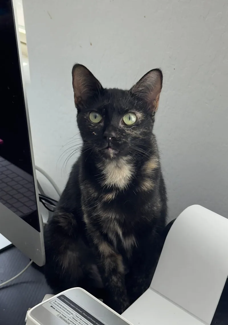 A young medium-sized female Tortoiseshell Domestic Short Hair cat named Cinder for adoption in Youngtown, AZ