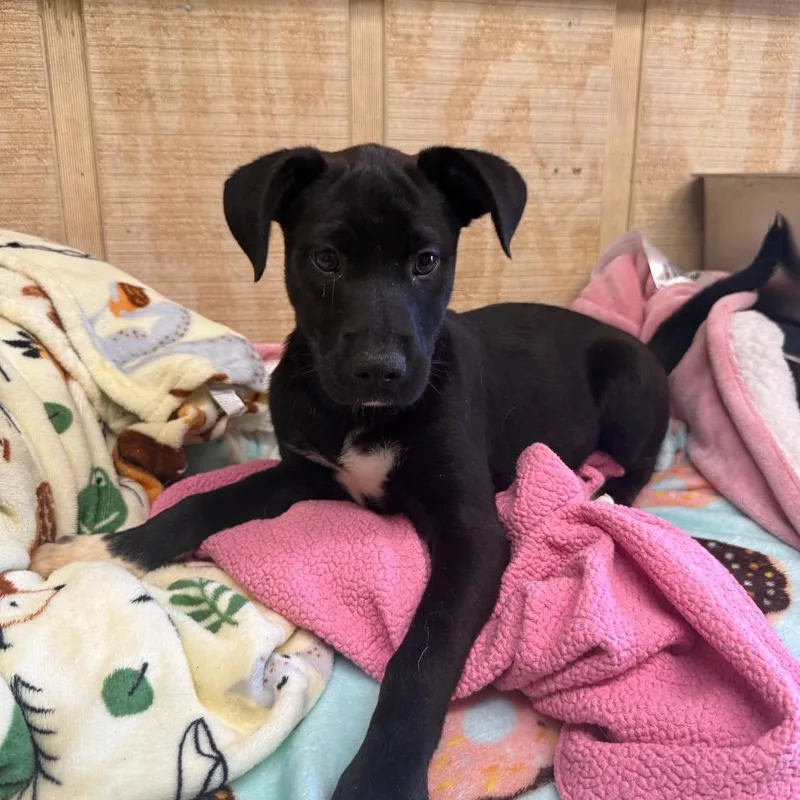 A baby small-sized female Black Labrador Retriever dog named Lula for adoption in New York, NY