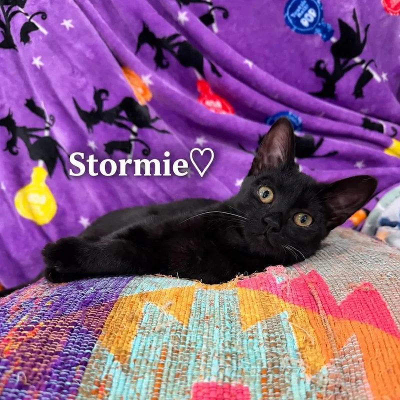 A young small-sized female Black Domestic Short Hair cat named Stormie for adoption in Hamburg, NY