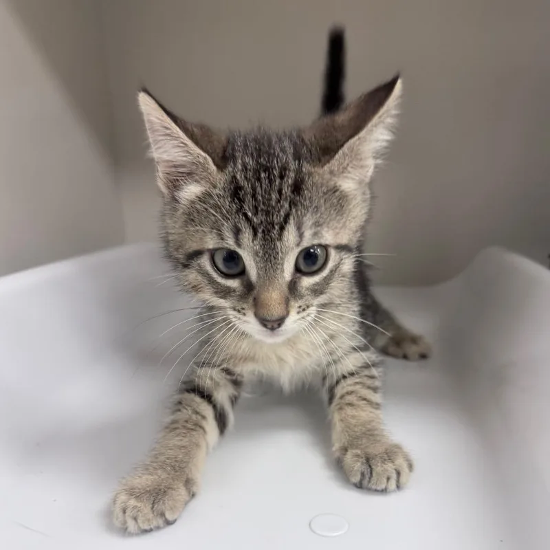 A baby small-sized male Gray / Blue / Silver Domestic Short Hair cat named Neptune for adoption in Jupiter, FL